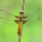Wuhletal, Berlin 11.05.2012, Plattbauch (Libellula depressa)