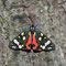 JULI 2014 / Schönbär (Callimorpha dominula)