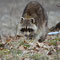 Spreeau, Brandenburg 06.04.2013, Waschbär