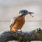 MÄRZ 2015 / Eisvogel (Alcedo atthis)