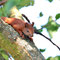 Spreeau, Brandenburg 14.08.2015, Eichhörnchen