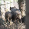 Briesen, Brandenburg 04.03.2016, Wildschwein