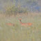 Stettiner Haff, MV 19.07.2014, Rothirsch