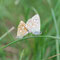 Hayingen, B-W 06.07.2011, Polyommatus coridon