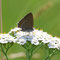Kallmünz, Bayern 27.06.2010, Satyrium acaciae