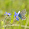 Geba, Thüringen 01.06.2014, Polyommatus thersites