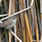AUGUST 2015 / Teichrohrsänger (Acrocephalus scirpaceus)