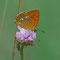 Kienbaum, Brandenburg 28.06.2009, Lycaena virgaureae