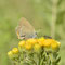 Badra, Thüringen 06.07.2014, Satyrium acaciae