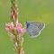 Geba, Thüringen 01.06.2014, Polyommatus amandus