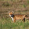 Spreeau, Brandenburg 24.08.2015, Rotfuchs 