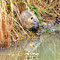 Spreewald, Brandenburg 26.10.2015, Nutria