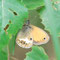 Glashütte, Brandenburg 19.06.2010, Coenonympha arcania