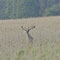 Darß, MV 25.05.2014, Rothirsch