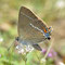 Bichishausen, B-W 05.07.2011, Satyrium spini 