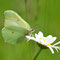 Templin, Brandenburg 06.06.2013, Gonepteryx rhamni