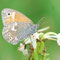Kochel am See, Bayern 18.07.2008, Coenonympha tullia