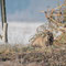 Briesen, Brandenburg 13.02.2016, Marderhund