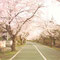 長瀞・桜・夕焼け