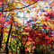 長瀞・紅葉