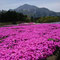 武甲山と芝桜