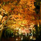 長瀞・紅葉・ライトアップ