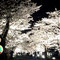 長瀞・桜・ライトアップ・夜