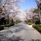 長瀞・桜・お昼
