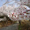 長瀞岩田の桜