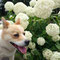 梅雨・雨・紫陽花・犬