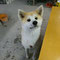 秋田犬ルナちゃん♪