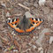 Aglais urticae, petite tortue