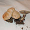 Clytocybe inornata, à odeur de hareng