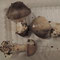 Volvaria gloiocepala, en haut avec Amanitopsis vaginata