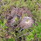 Hygrophorus marzuolus
