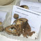 Geastrum fornicatum, une curiosité