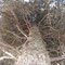 Cyprès de l'Arizona CUPRESSUS ARIZONICA    Avant la taille