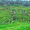 Les magnifiques rizières à Ceking près de Tegalalang.