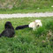 Hunde El Greco & Fratta der Fam. Lang beim Eselwandern 04.2011