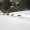 Hunde beim Rennen - Alpentrail 2012