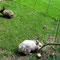 Kaninchen erkunden den neuen Auslauf im Grünen_07-2011