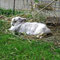 Kaninchen geniessen den neuen Auslauf im Grünen_07-2011