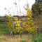 平成１１年にふるさと塾で植樹したイタヤカエデがこんなに大きくなりました。（平成１５年１１月）