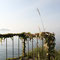 秋の奥琵琶湖。手すりに絡まったツタと、すすきが雰囲気ある。