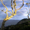 Whangaruru North Head