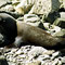 Kaikoura Seal Colony