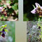 diverses orchidées, bécasse, mouche et araignée