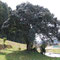 樹齢1500年と云われている椿の巨木
