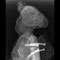 Röntgen in der Tierarztpraxis von B. Engel, Schnitzfigur, Kopf und Brust latero-lateral