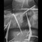 Röntgen in der Tierarztpraxis von B. Engel,  Schnitzfigur, Becken latero-lateral